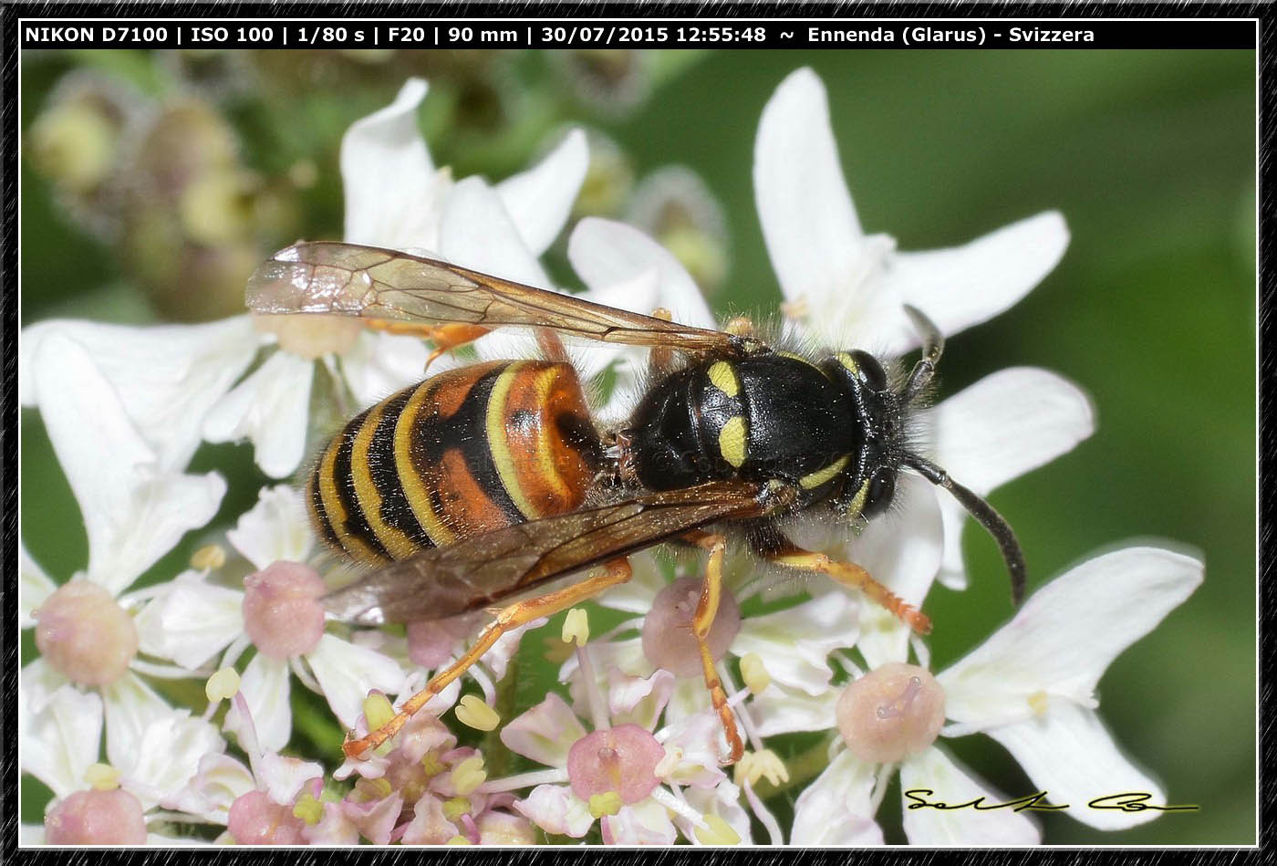 Vespidae: Vespula (Vespula ) rufa.